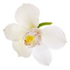 fleuriste belleville sur vie